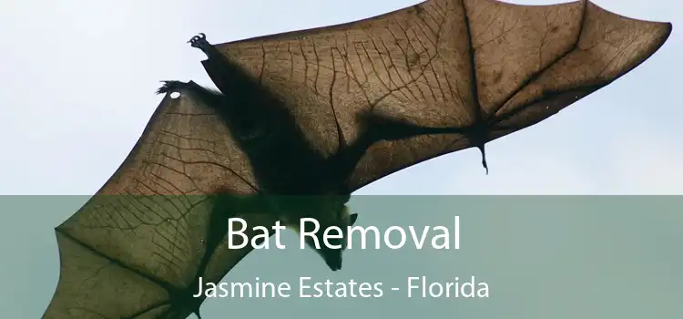 Bat Removal Jasmine Estates - Florida