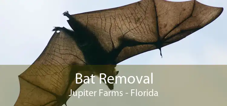 Bat Removal Jupiter Farms - Florida