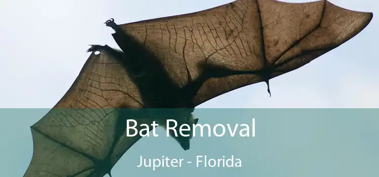 Bat Removal Jupiter - Florida
