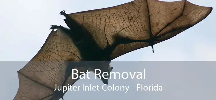 Bat Removal Jupiter Inlet Colony - Florida