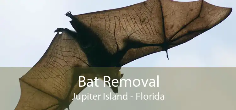Bat Removal Jupiter Island - Florida