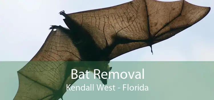 Bat Removal Kendall West - Florida