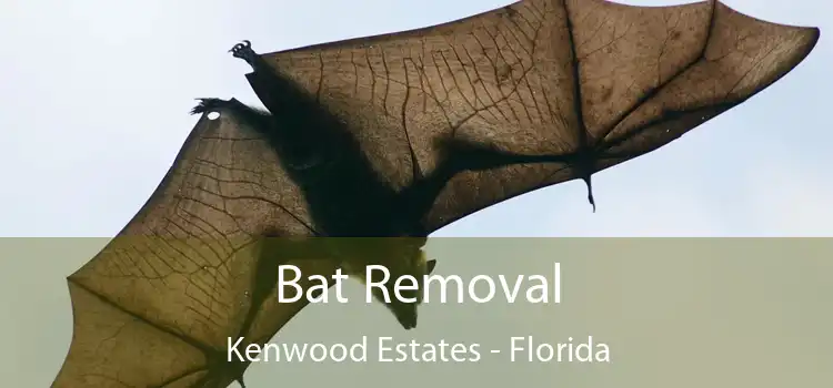 Bat Removal Kenwood Estates - Florida