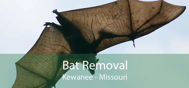 Bat Removal Kewanee - Missouri