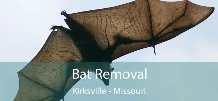 Bat Removal Kirksville - Missouri