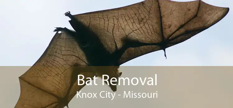 Bat Removal Knox City - Missouri