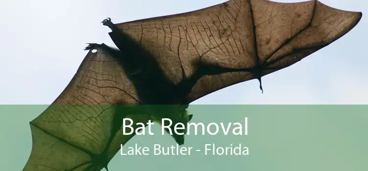 Bat Removal Lake Butler - Florida