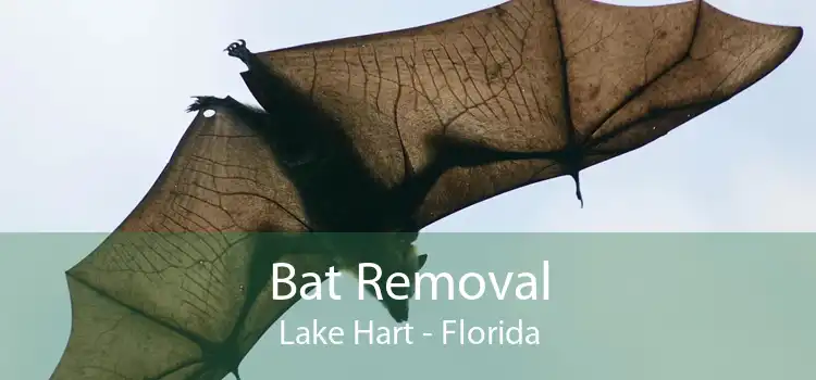 Bat Removal Lake Hart - Florida