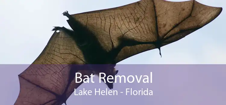 Bat Removal Lake Helen - Florida