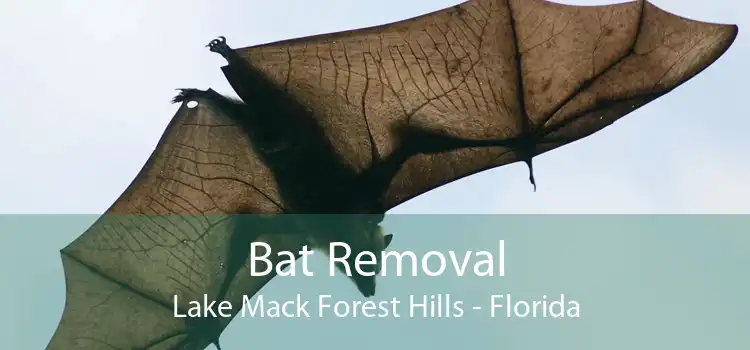 Bat Removal Lake Mack Forest Hills - Florida