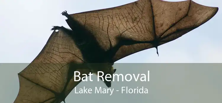Bat Removal Lake Mary - Florida