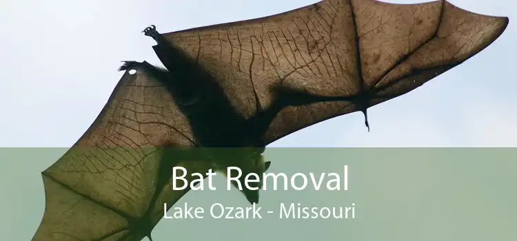 Bat Removal Lake Ozark - Missouri