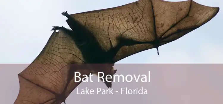 Bat Removal Lake Park - Florida