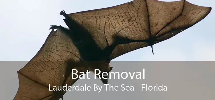Bat Removal Lauderdale By The Sea - Florida