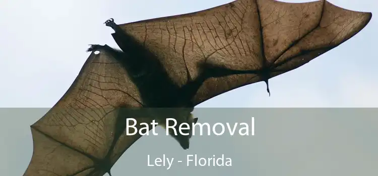 Bat Removal Lely - Florida
