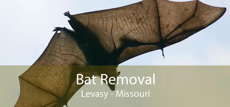 Bat Removal Levasy - Missouri
