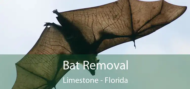 Bat Removal Limestone - Florida