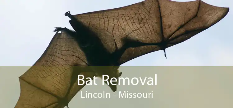 Bat Removal Lincoln - Missouri