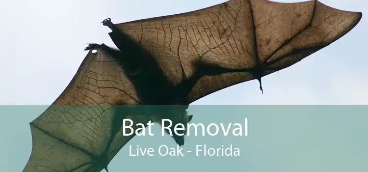 Bat Removal Live Oak - Florida