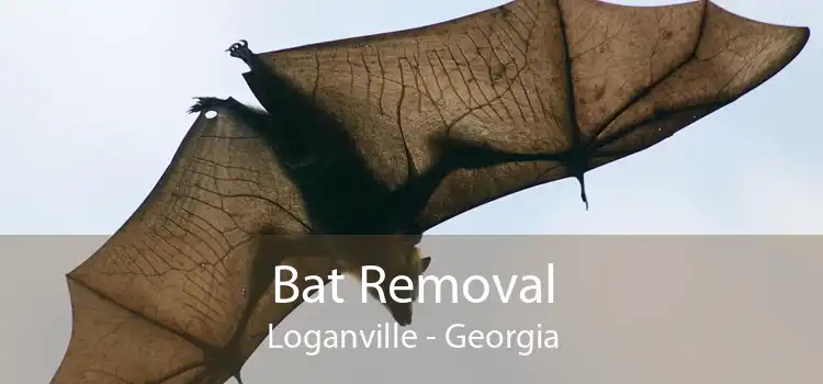 Bat Removal Loganville - Georgia
