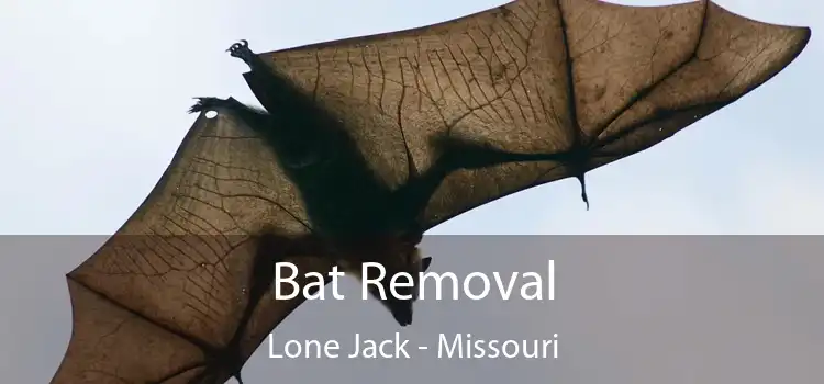 Bat Removal Lone Jack - Missouri