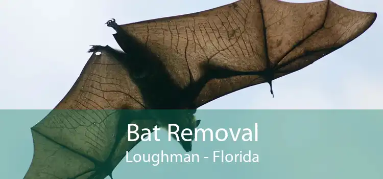 Bat Removal Loughman - Florida
