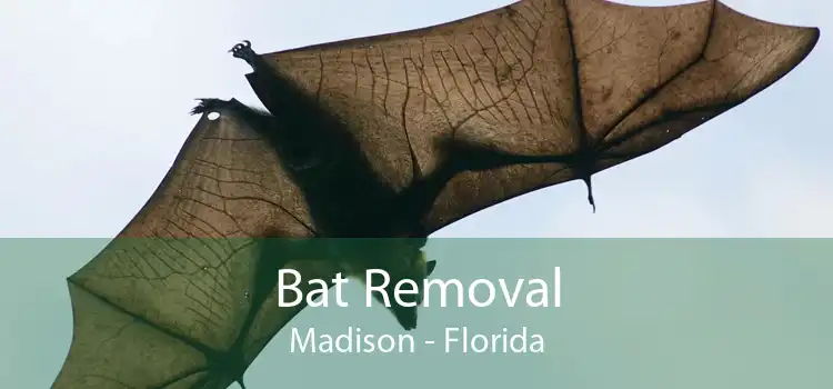 Bat Removal Madison - Florida