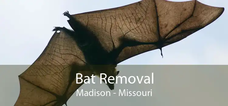 Bat Removal Madison - Missouri