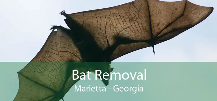 Bat Removal Marietta - Georgia