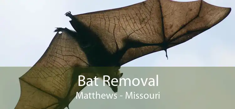 Bat Removal Matthews - Missouri