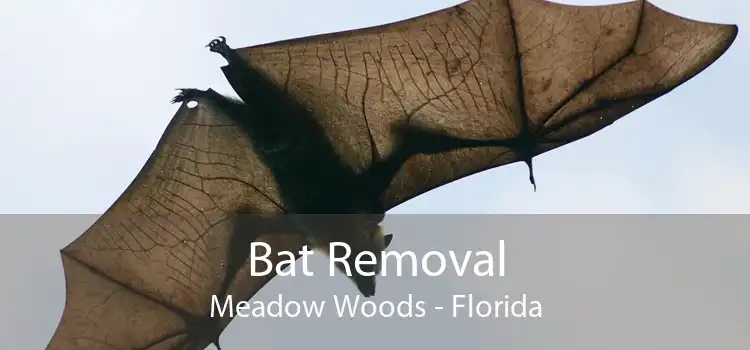 Bat Removal Meadow Woods - Florida