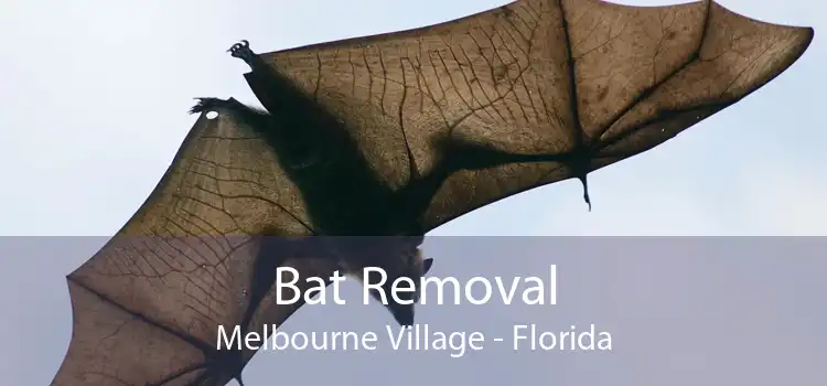 Bat Removal Melbourne Village - Florida