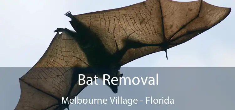 Bat Removal Melbourne Village - Florida