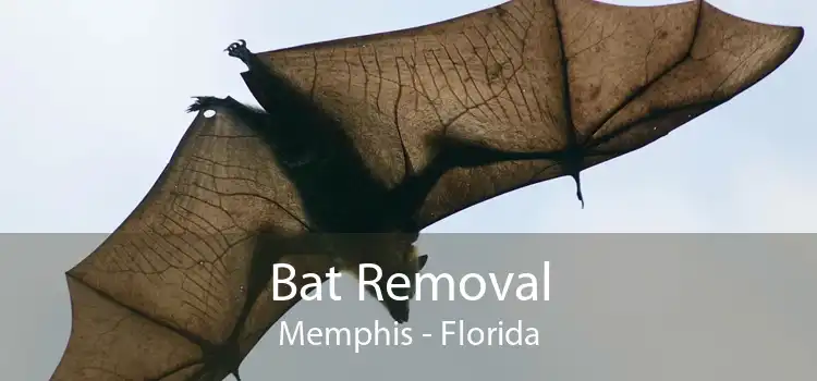 Bat Removal Memphis - Florida