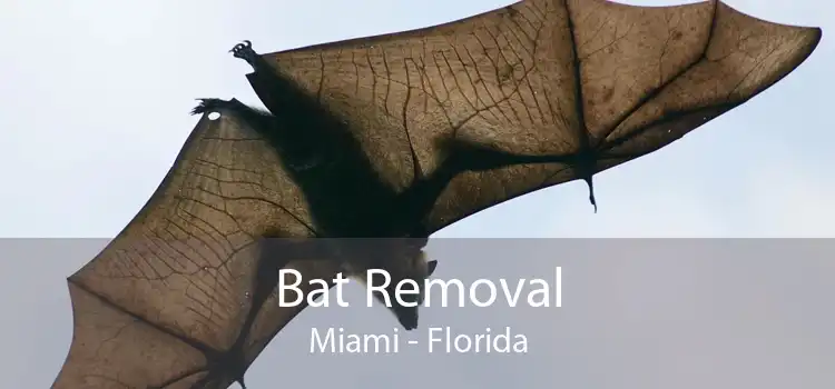 Bat Removal Miami - Florida
