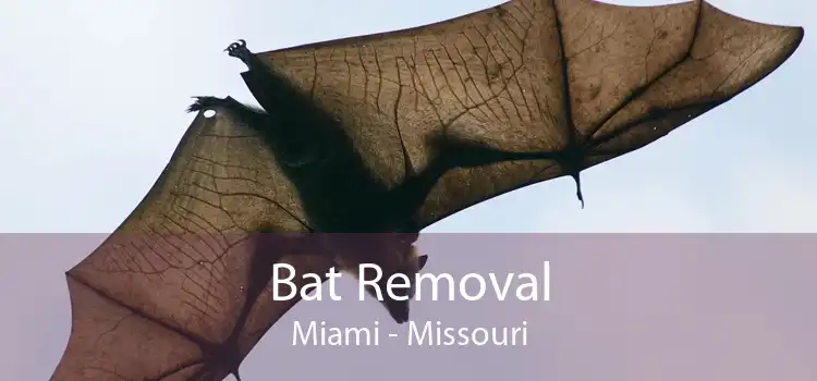 Bat Removal Miami - Missouri