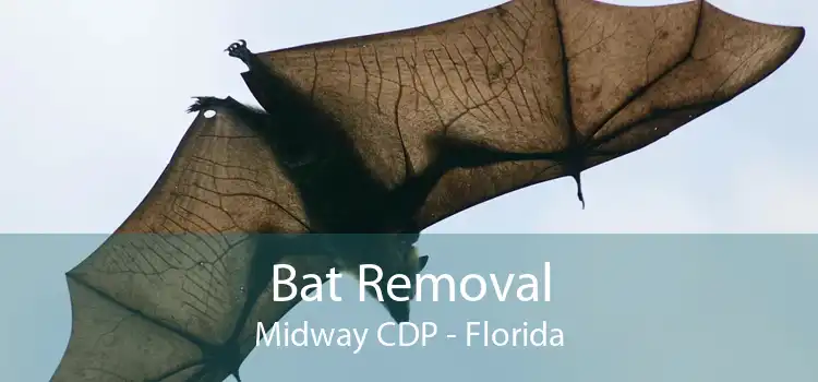 Bat Removal Midway CDP - Florida
