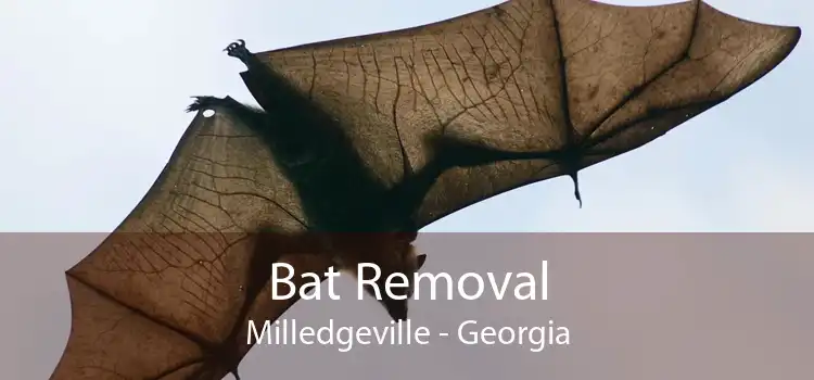 Bat Removal Milledgeville - Georgia