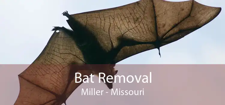 Bat Removal Miller - Missouri