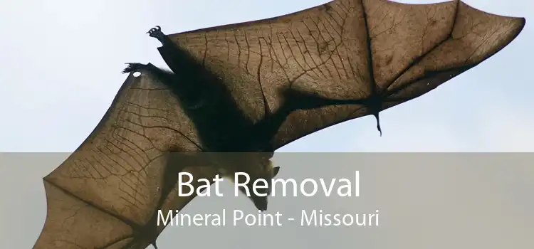 Bat Removal Mineral Point - Missouri