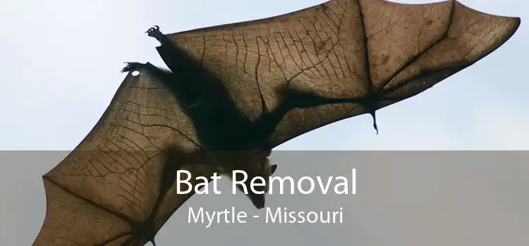Bat Removal Myrtle - Missouri