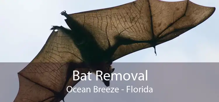 Bat Removal Ocean Breeze - Florida