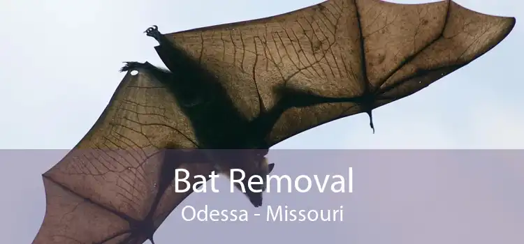 Bat Removal Odessa - Missouri