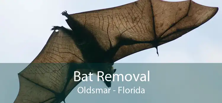 Bat Removal Oldsmar - Florida