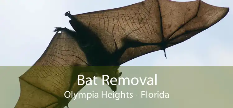 Bat Removal Olympia Heights - Florida