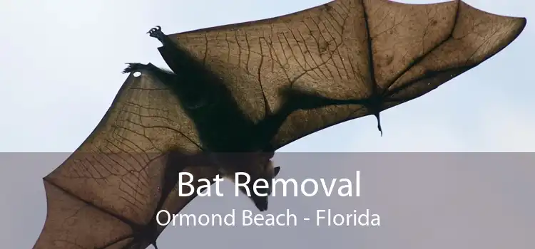 Bat Removal Ormond Beach - Florida