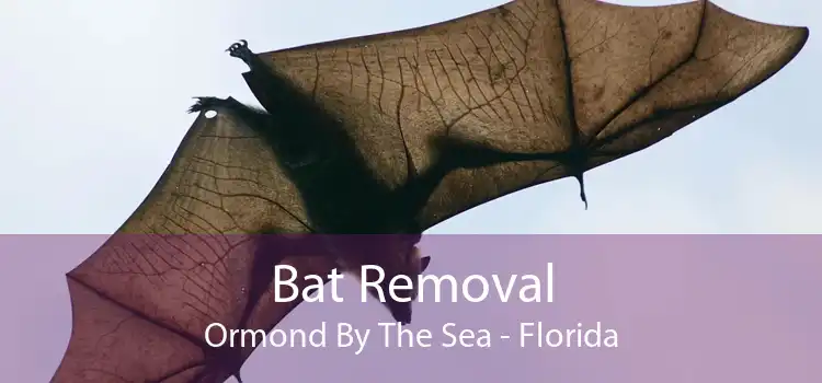 Bat Removal Ormond By The Sea - Florida