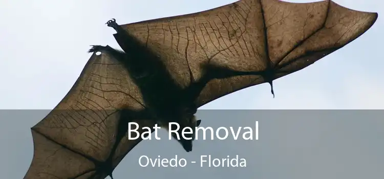 Bat Removal Oviedo - Florida