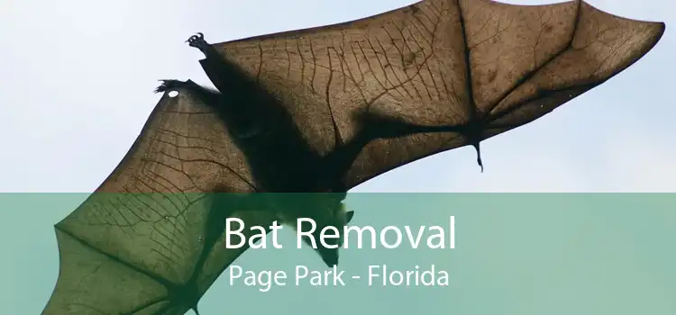 Bat Removal Page Park - Florida