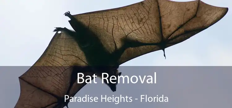 Bat Removal Paradise Heights - Florida